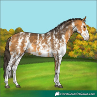 Horse Color:Buckskin Sabino