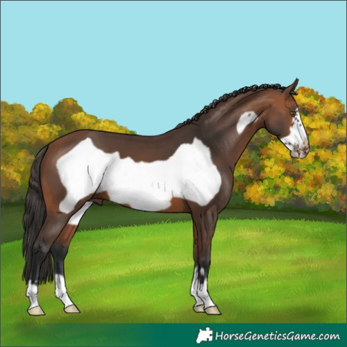 Horse Color:Bay Frame