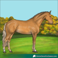 Horse Color:Palomino Rabicano