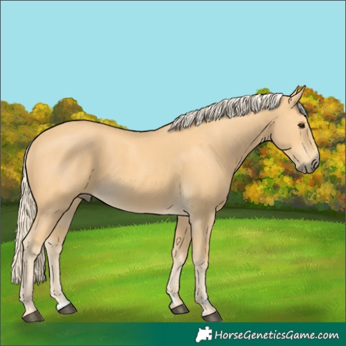 Horse Color:Palomino 