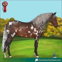 Horse Color:White Spotted Silver Brown Rabicano 