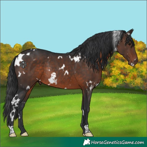 Horse Color:White Spotted Brown Rabicano 