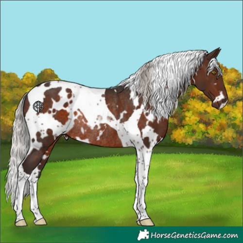 Horse Color:White Spotted Silver Brown Tobiano Rabicano 