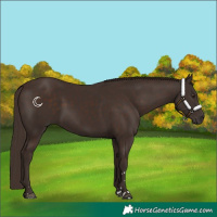 Horse Color:Liver Chestnut Rabicano 