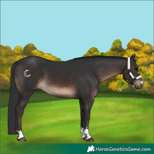 Horse Color:Brown 