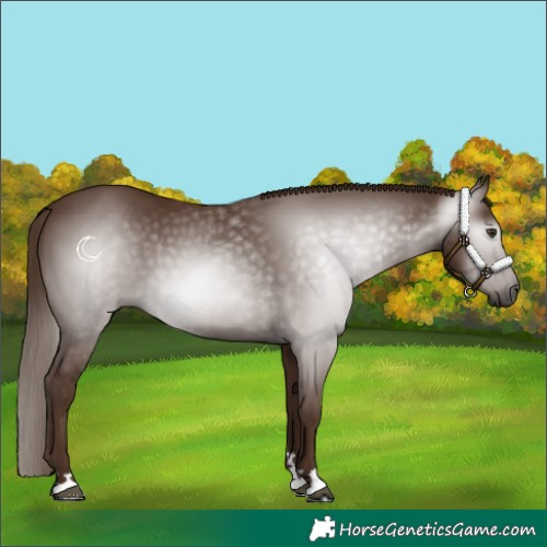 Horse Color:Gray Chestnut 
