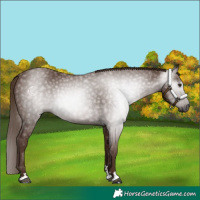 Horse Color:Gray Chestnut