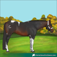 Horse Color:Brown Tobiano