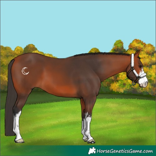 Horse Color:White Spotted Bay