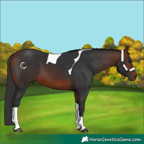 Horse Color:Bay Tobiano 