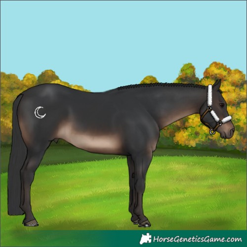 Horse Color:Brown 