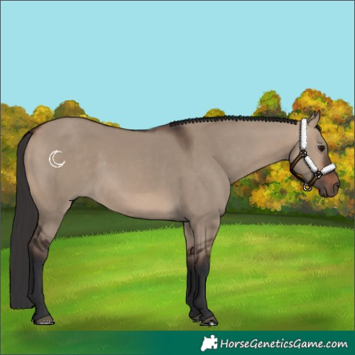 Horse Color:Bay Dun 