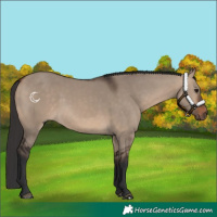 Horse Color:Bay Dun 