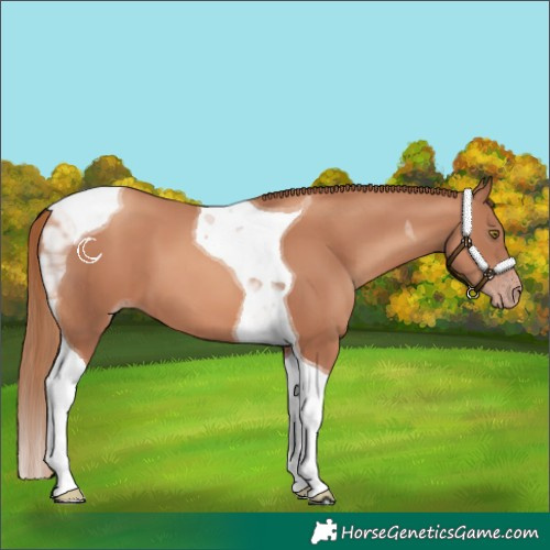 Horse Color:Gold Champagne Tobiano 