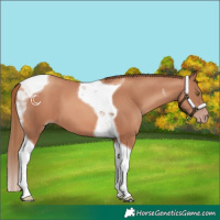 Horse Color:Gold Champagne Tobiano 