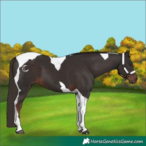 Horse Color:Liver Chestnut Tobiano 