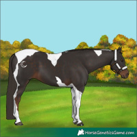 Horse Color:Liver Chestnut Tobiano 