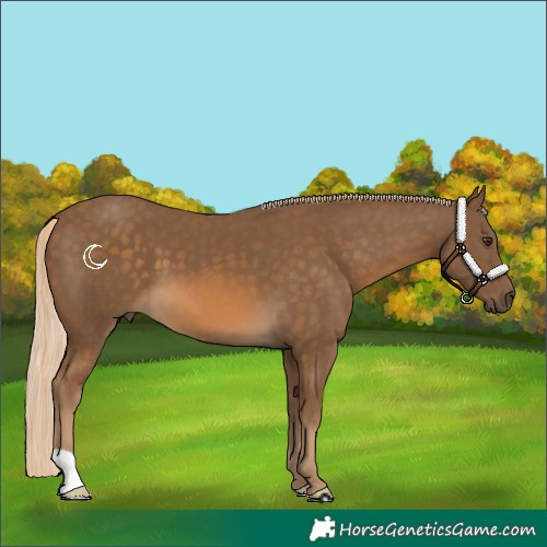 Horse Color:Chocolate Palomino 