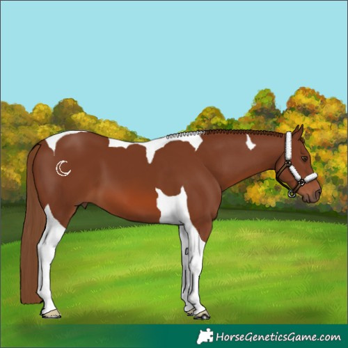 Horse Color:Chestnut Tobiano 