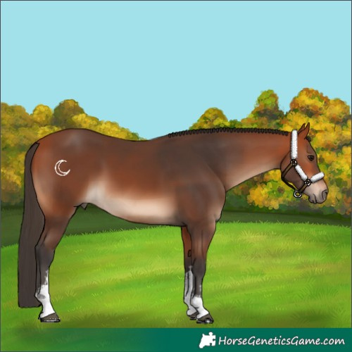 Horse Color:White Spotted Bay 
