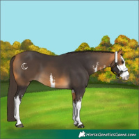 Horse Color:White Spotted Buckskin