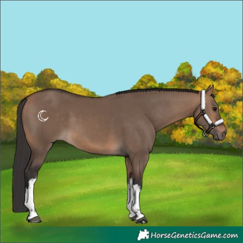 Horse Color:White Spotted Bay Dun 