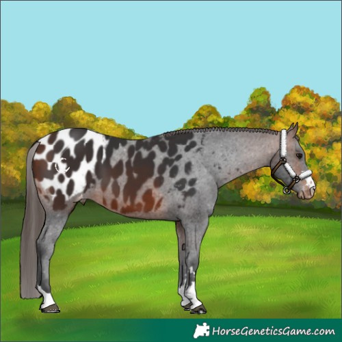 Horse Color:Bay Appaloosa 