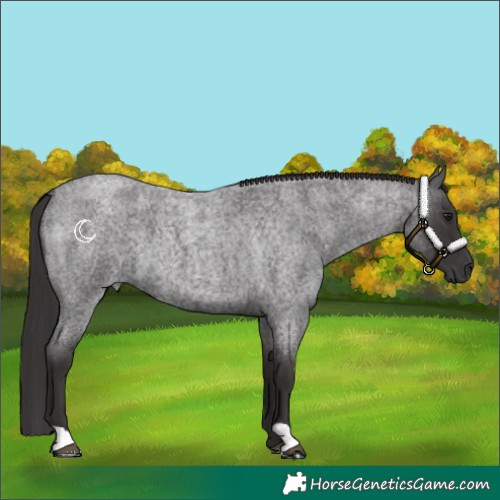 Horse Color:Smoky Blue Roan 