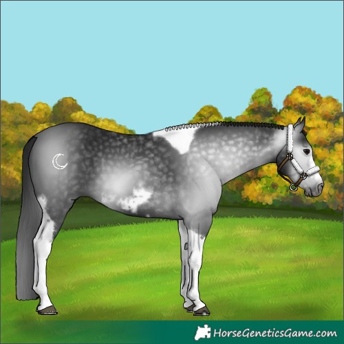 Horse Color:Gray Black Tobiano Frame 