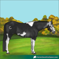 Horse Color:Gray Black Tobiano Frame 