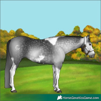 Horse Color:Gray Black Tobiano Frame 