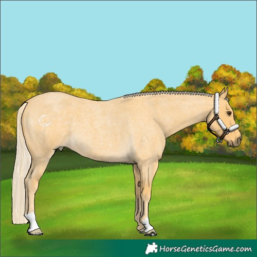 Horse Color:Palomino Roan 