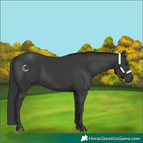 Horse Color:Black 