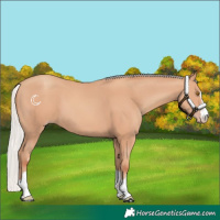 Horse Color:Silver Classic Champagne 