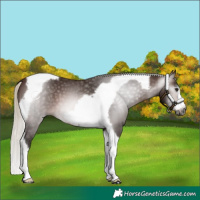 Horse Color:Gray Silver Brown Tobiano Frame