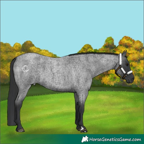 Horse Color:Blue Roan 