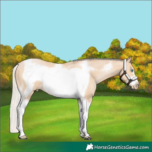 Horse Color:Silver Smoky Black Pearl Tobiano Frame 