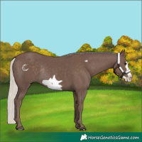 Horse Color:Silver Black Frame Rabicano 