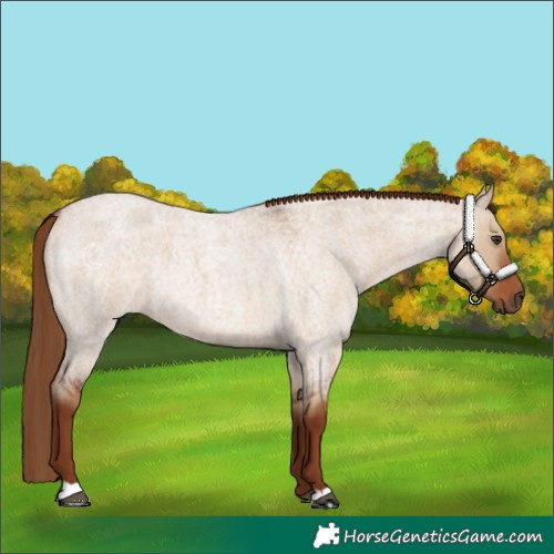 Horse Color:Red Dun Roan 