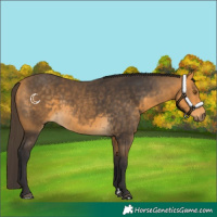 Horse Color:Buckskin