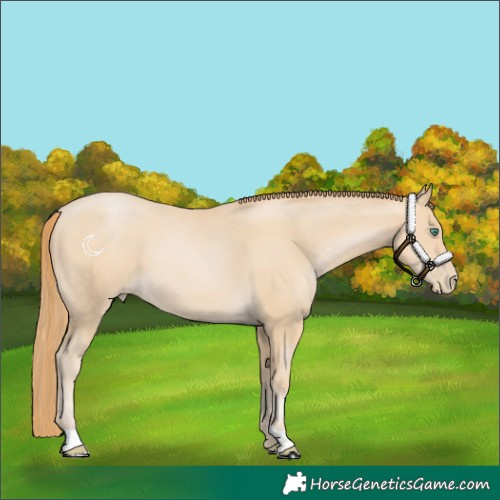 Horse Color:Smoky Black Pearl 