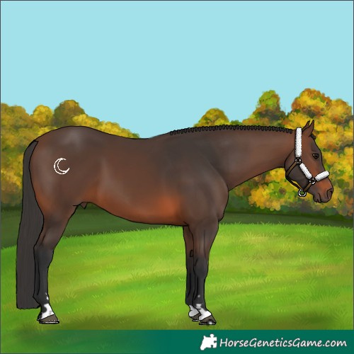 Horse Color:Brown 