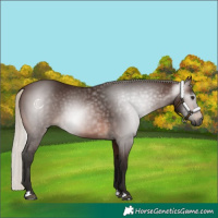 Horse Color:Gray Silver Brown 