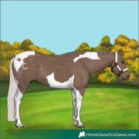 Horse Color:Silver Black Tobiano