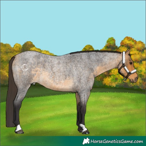Horse Color:Buckskin Roan 