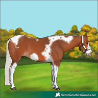Horse Color:Silver Bay Tobiano Frame