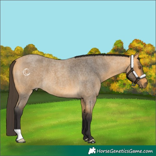 Horse Color:Buckskin Roan 