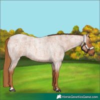 Horse Color:Red Roan