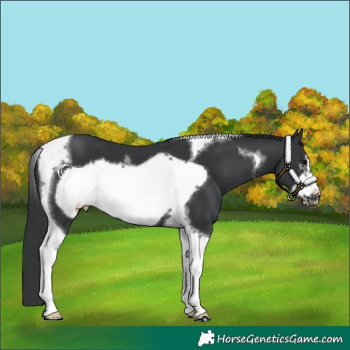 Horse Color:Black Tobiano Frame 