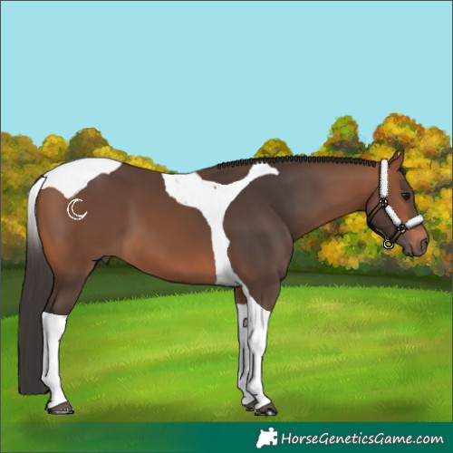 Horse Color:Bay Tobiano 
